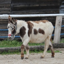 Patin Martina Fridolin