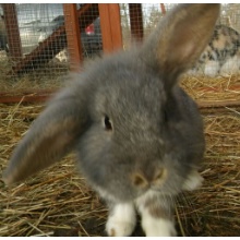 Kaninchen grau