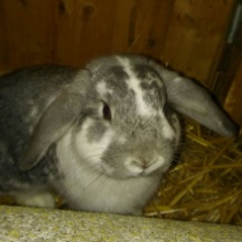 Kaninchen grau weiss